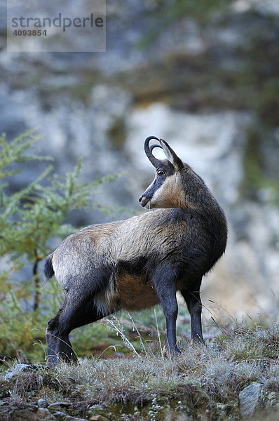 Gämse (Rupicapra rupicapra) Gamsbock in taunassem Gras