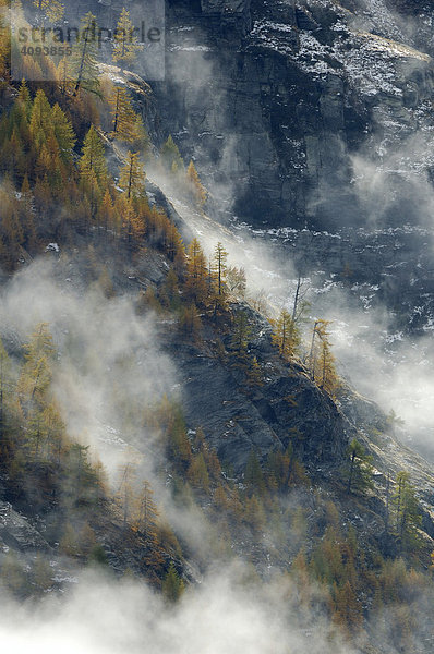 Nebelstimmung im Bergwald mit herbstlich verfärbten Lärchen