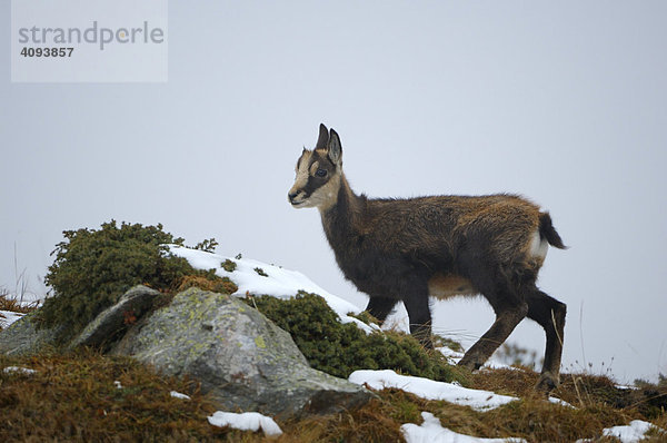 Gämse (Rupicapra rupicapra) Kitz