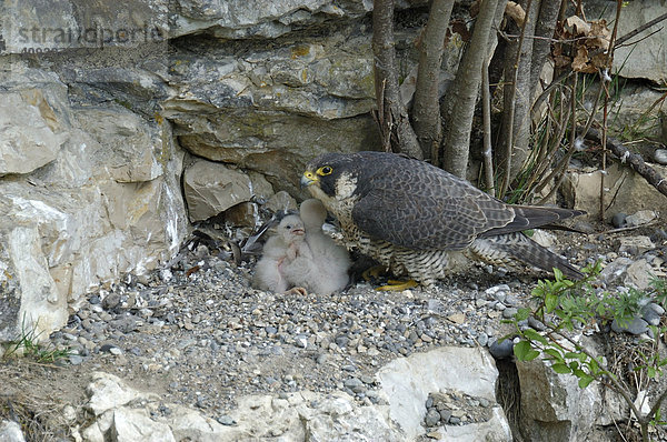 Wanderfalke (Falco peregrinus) im Felsenhorst  Weibchen mit drei kleinen Jungen