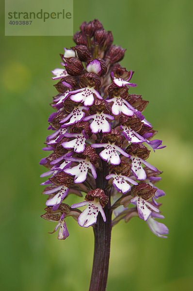 Purpur-Knabenkraut (Orchis purpurea)  Orchidee  Blütenstand