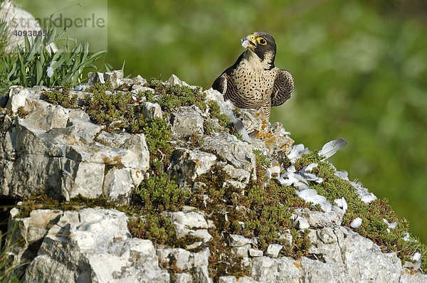 Wanderfalke (Falco peregrinus)  Weibchen mit Beute  Haustaube