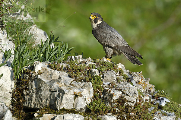 Wanderfalke (Falco peregrinus)  Männchen am Rupfplatz