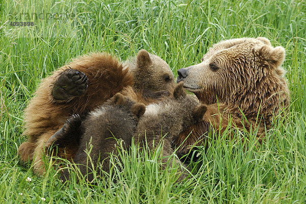Europäischer Braunbär (Ursus arctos)  Bärin säugt ihre drei kleinen Jungen