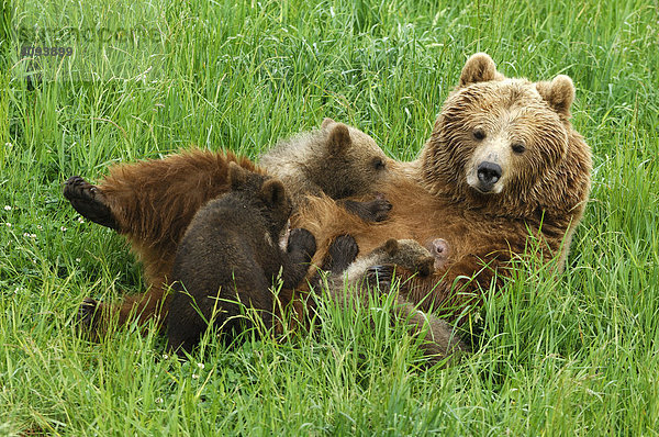 Europäischer Braunbär (Ursus arctos)  Bärin säugt ihre drei kleinen Jungen