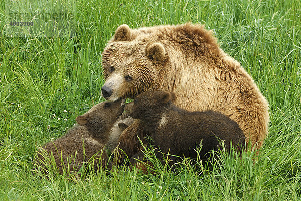 Europäischer Braunbär (Ursus arctos)  Bärin spielt mit ihren Jungen
