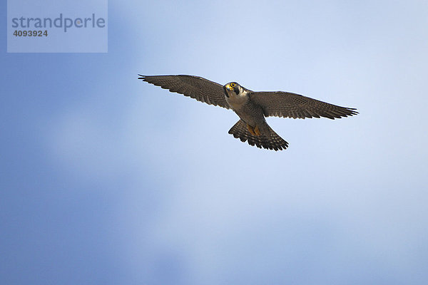 Wanderfalke (Falco peregrinus)  Männchen im Flug