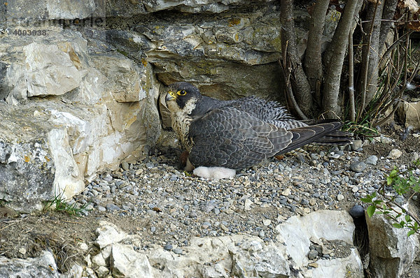 Wanderfalke (Falco peregrinus)  Weibchen hudert Junge