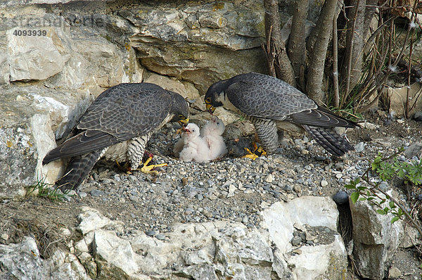 Wanderfalke (Falco peregrinus)  Weibchen und Männchen füttern gleichzeitig ihre Jungen