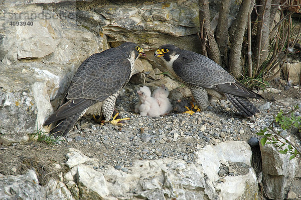 Wanderfalke (Falco peregrinus)  Weibchen füttert Männchen