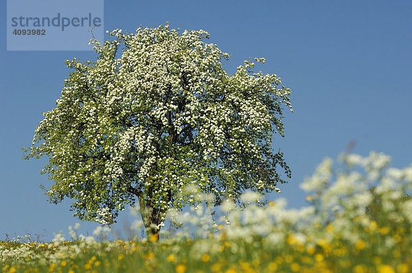 Blühender Birnbaum steht in Blumenwiese