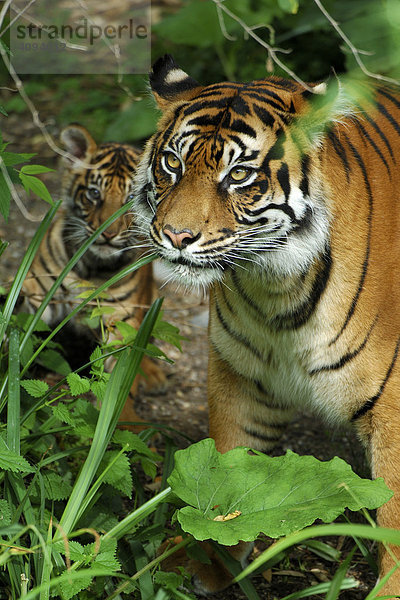 Sumatra-Tiger (Panthera tigris sumatrae)  Weibchen mit Jungem