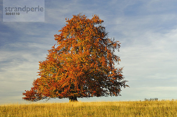 Rotbuche (Fagus sylvatica) Weidebuche  mit Herbstlaub