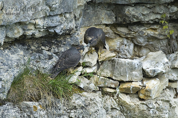 Wanderfalke ( Falco peregrinus)  Jungvögel   gegenseitiges Schnäbeln