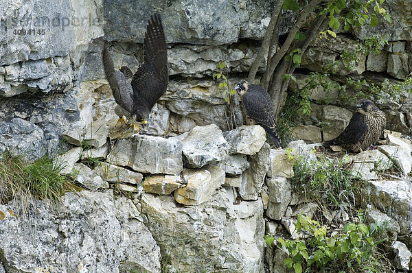 Wanderfalken ( Falco peregrinus ) Altvogel mit zwei fast flüggen Jungen am Horst
