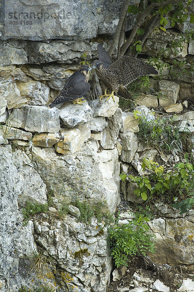 Wanderfalken ( Falco peregrinus ) Jungvögel   schnäbeln und Flügel schlagend