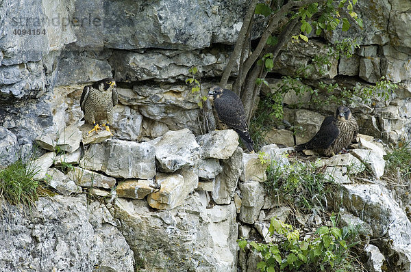 Wanderfalken ( Falco peregrinus ) Altvogel mit zwei fast flüggen Jungen am Horst