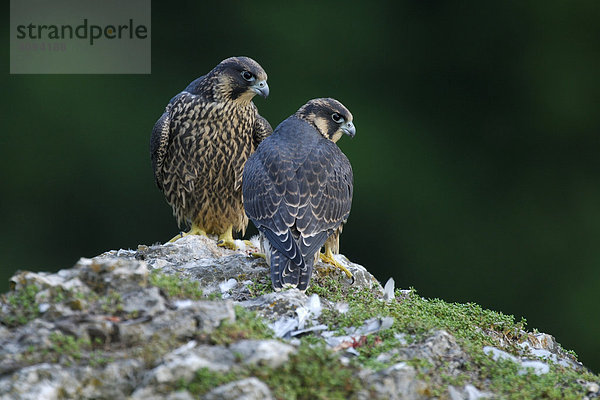 Wanderfalken (Falco peregrinus)  Jungfalken