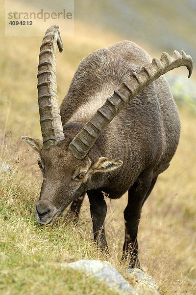 Steinbock (Capra ibex)  äsend