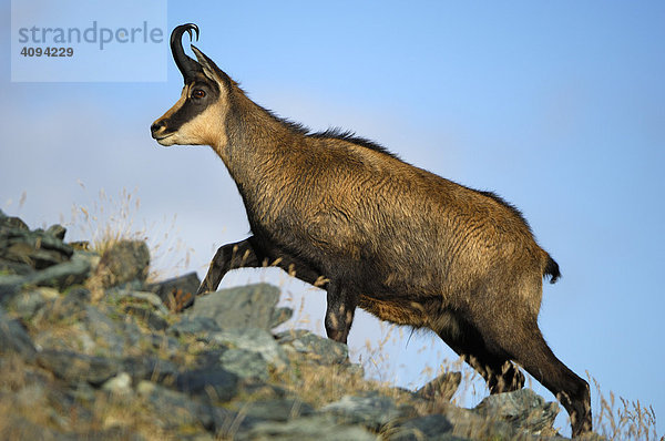 Gämse (Rupicapra rupicapra)  Bock