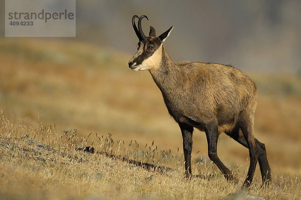 Gämse (Rupicapra rupicapra)