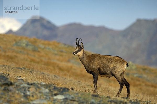 Gämse (Rupicapra rupicapra) Gamsbock