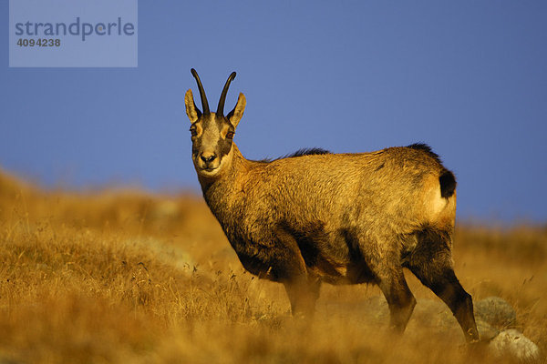 Gämse (Rupicapra rupicapra) Gamsbock im Morgenlicht