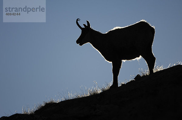 Gämse (Rupicapra rupicapra) Gamsbock  Silhouette