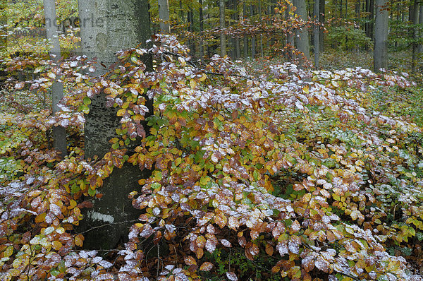 Rotbuche (Fagus sylvatica) Herbstlaub mit erstem Schnee