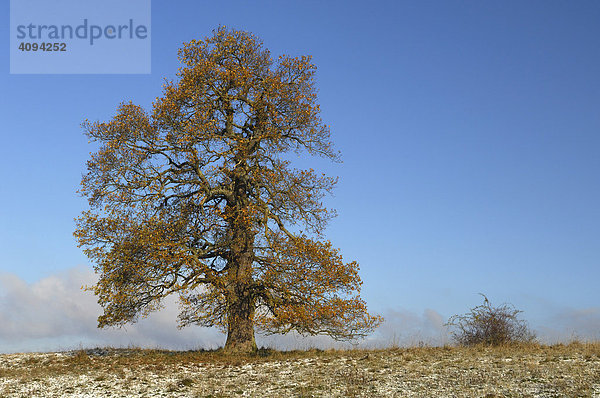 Stiel-Eiche (Quercus robur) mit Herbstlaub und erstem Schnee