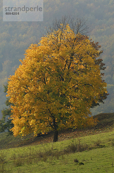 Herbstlich verfärbter Berg-Ahorn (Acer pseudoplatanus)