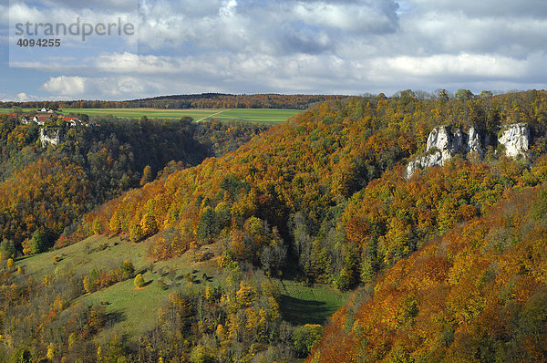 Herbstlich gefärbter Buchenwald   Schwäbische Alb  Baden Württemberg   Deutschland