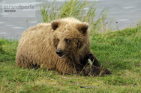 Grizzlybär (Ursus arctos horribilis)  Jungtier mit Beute  Alaska  USA  Nordamerika