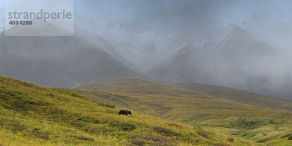 Grizzlybär (Ursus arctos horribilis) in der Bergtundra  Denali Nationalpark  Alaska  USA  Nordamerika