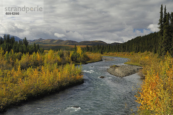 Herbst am Teklanika River  Denali Nationalpark  Alaska  USA  Nordamerika