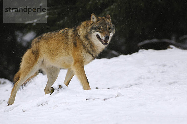 Wolf (Canis lupus) im Schnee