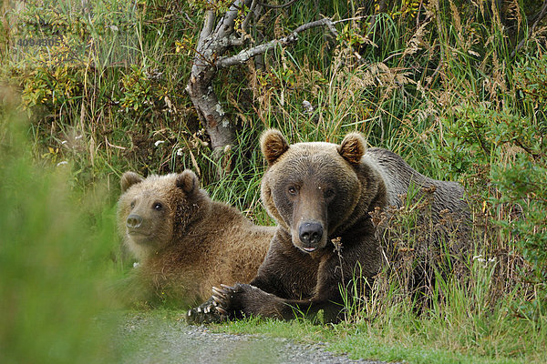 Alaska Braunbär ( Ursus arctos )  ruhende Bärin mit Jungtier  Katmai Nationalpark  Alaska  USA