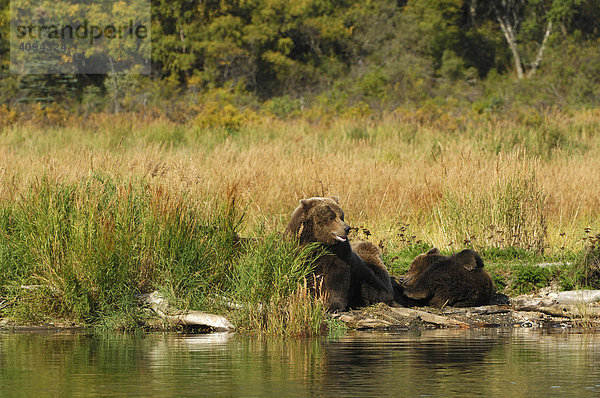 Alaska Braunbär ( Ursus arctos ) Bärin mit Jungen Katmai Nationalpark Alaska USA