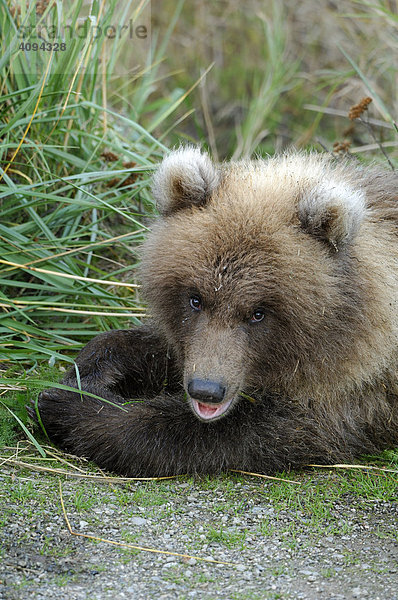 Alaska Braunbär ( Ursus arctos ) Jungtier ( Portrait ) Katmai Nationalpark Alaska USA