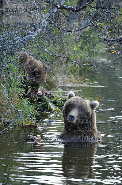 Alaska Braunbär ( Ursus arctos ) Bärin mit Jungem Katmai Nationalpark Alaska USA