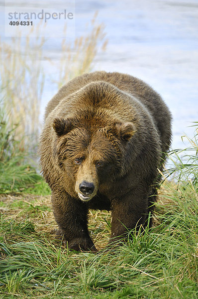 Alaska Braunbär ( Ursus arctos ) Katmai Nationalpark Alaska USA