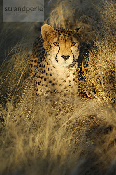 Gepard (Acinonyx jubatus) im ersten Licht