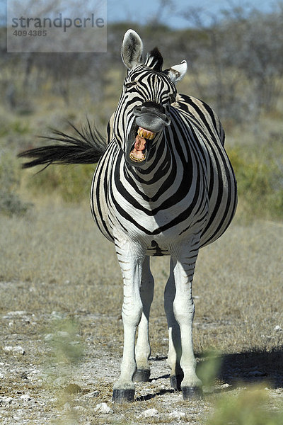 Steppenzebra (Equus quagga boehmi) wiehert