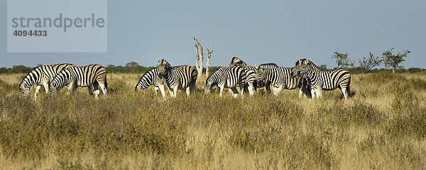 Steppenzebras (Equus quagga)  Herde in der Savanne