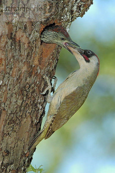 Grünspecht (Picus viridis)  Männchen füttert Jungvogel