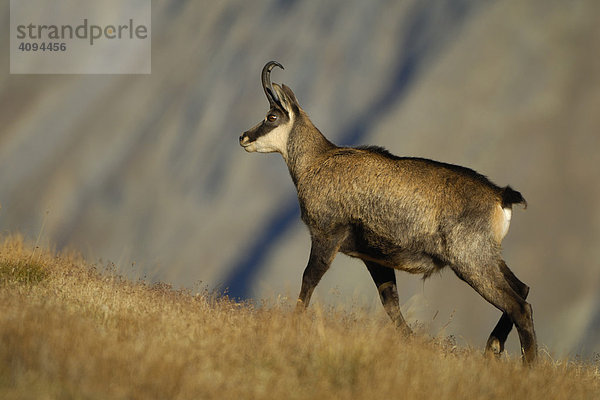 Gämse (Rupicapra rupicapra)  Gamsbock