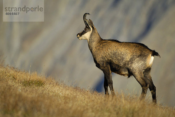 Gämse (Rupicapra rupicapra)  Gamsbock