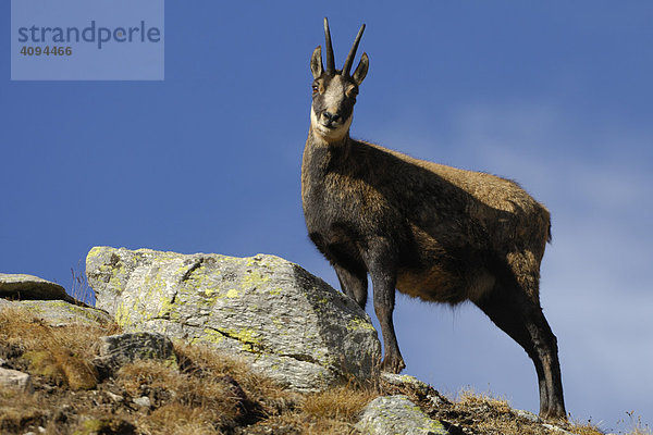 Gämse (Rupicapra rupicapra)  Gamsbock