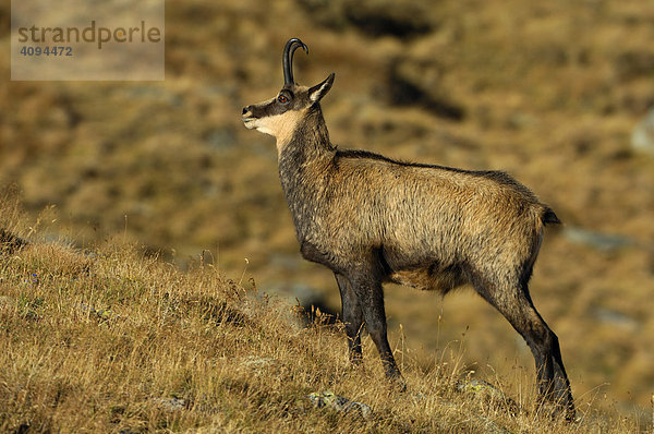 Gämse (Rupicapra rupicapra)  Gamsbock