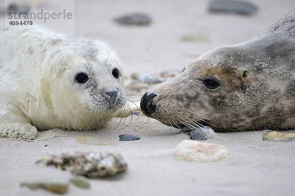 Grey Seal (Halichoerus grypus)  female with young